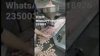 Meatball Production Line Customized Equipment
