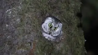 Tengmalm’s Owls hooting at nest site Director’s Cut