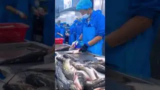 Basa fish processing, &zwnj;Pangasius processing, fish processing line
