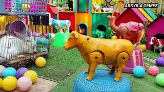 Ayam rainbow , ayam pelangi , angsa kelinci lucu, sapi pelangi ,ayam warna warni di peternaka