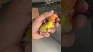 Our methods on how to fix FEATHER PLUCKING in lovebirds! 🦜