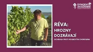 Akademie Syngenta réva 7.díl - Hrozny dozrávají | Syngenta Česká republika