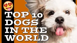 CHECK OUT these dogs Worldwide TOP 10 #dogs