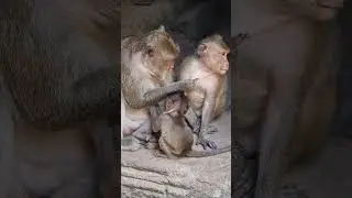 Baby Makara and mom Maria. #shortvideo #monkey