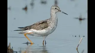 Lesser Yellowlegs (Tringa flavipes) 4K