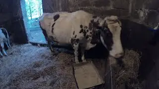 Vlog#12Wieczorne obrządki