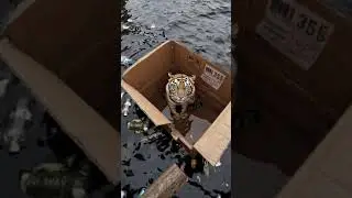 Abandoned Tiger in a Box: A Haunting Glimpse into Urban Neglect | AI Generated #AI
