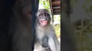 Mads monkey 🐒 bundeli boy kk || comedy video