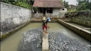 BAPAK INI BUDIDAYA IKAN MAS DIDEPAN RUMAH DAN HASILNYA BAGUS 