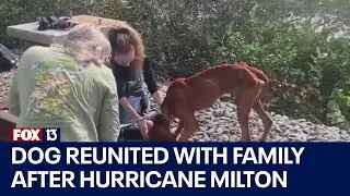 Dog missing since Hurricane Milton reunites with Bay Area family: 'That's my Miles'