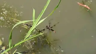 common whitetail ovipositing