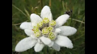 EDELWEISS/BLESS MY HOMELAND FOREVER &ndash; RICHARD ROGERS (COVER) APOLINARIS D&rsquo;SOUZA