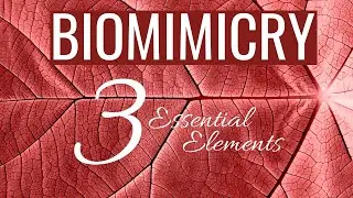 3 Essential Elements of Biomimicry
