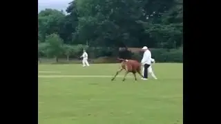 COW CORNER: This Cow has something against cricket!