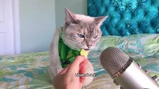 ASMR - CAT EATS ZUCCHINI