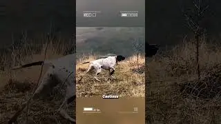 The rabbit fell into the ambush of the hunting dogs #wildanimals #animals#foryou