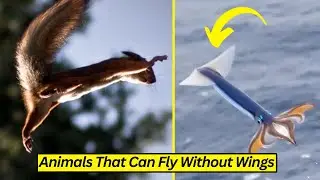10 Amazing Animals That Can Fly Without Wings