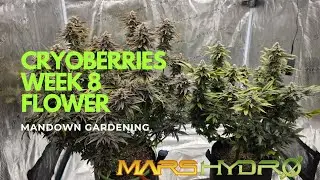 Cryoberries, 8-я неделя цветения @MarsHydro_official I hub pro fce 6500 покрывается инеем