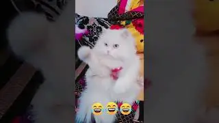 Funny cat #shorts #youtubeshorts #Usman Technical