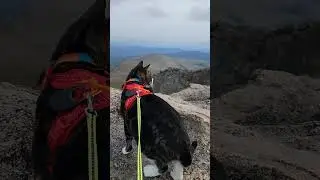 KITTY AT 14,266 FEET COLORADO #cathiking #mtbluesky
