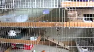 BudgetBunny: Rabbit Cage Tours April 2012 - Part 1