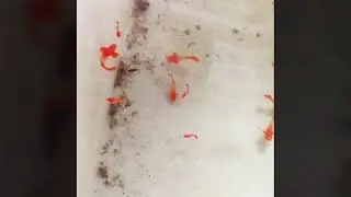 Guppy | Koi red ear | 102 Guppy Show