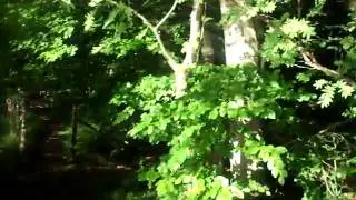 Dees - Denmark / a walk through the national forest west of Copenhagen
