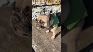 What do you do for a living with talking Frenchie🐶🗣️#frenchbulldog #talkingdog #happydog #cutedogs
