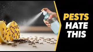 Natural Pest Control That Really Works (No Chemicals)