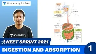 Digestion and Absorption Part 1 | Biology Sprint NEET 2021 | Dr. Raj Kumar Singh | Unacademy Sapiens