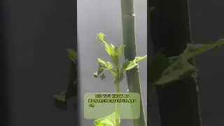 Did you know Monarch Caterpillars grow... #monarchcaterpillars #insectfacts #insecttales #bugs