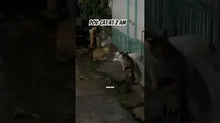 cat at 2 am be like&hellip;💀
