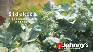 'Sidekick' Piracicaba Mini Broccoli Variety