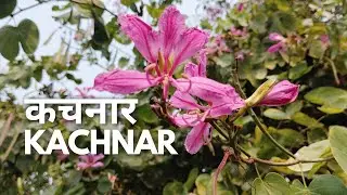 Kachnar | Bauhinia variegata | कचनार | Orchid Tree