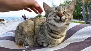 One Cat Gets Pets… The Other Gets Jealous