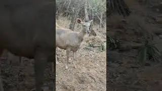 Tirumala Ghat Road Animal s #music #bollywood #love #travel #pooja #fitnessmotivation #monkey