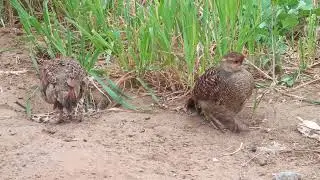 the female pheasant dances,partridge bird chicks,teetar food