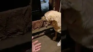 Head Masaaging Street dog. #streetdog #dog