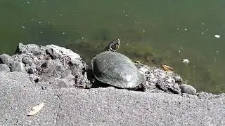 Yendo al parque de los patos---PIONEER PARK