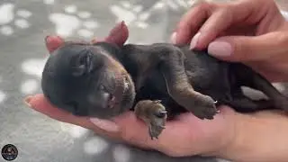 How To Revive A Newborn Dehydrated Rottweiler Puppy