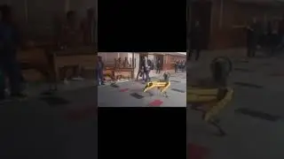 AI ROBOT DOG DANCES AFRICAN DRUMS MUSIC