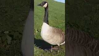 🌿🐦Canadian Geese Honking at Me | Lockwood Reservoir, Walthamstow, London, UK🐦🌿