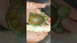 🐢🥋 Ninja Turtle Made from Clay 🎨✨ #diy #ninja #turtle #clay