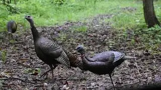 Ohio turkey hunting: Real hens clucking and purring
