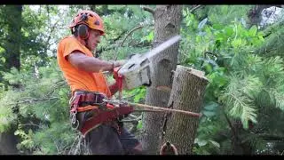 Professional Tree Services Malvern, PA - LC Tree Services