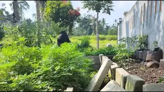 Nambah Tanaman Kangkung. Nanam kangkung Lagi