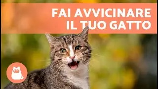 Miagolii per ATTIRARE I GATTI 🐱🔊 (Suoni per far avvicinare il tuo gatto)