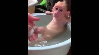 Baby Monkey&rsquo;s First Bath! 😱💦 So Adorable! #Shorts