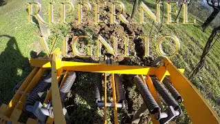 RIPPER NEL VIGNETO / Grubber in the Vineyard / Estirpatore + Trattore Antonio Carraro.