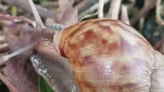 A snail crawling on the ground covered with fallen leaves